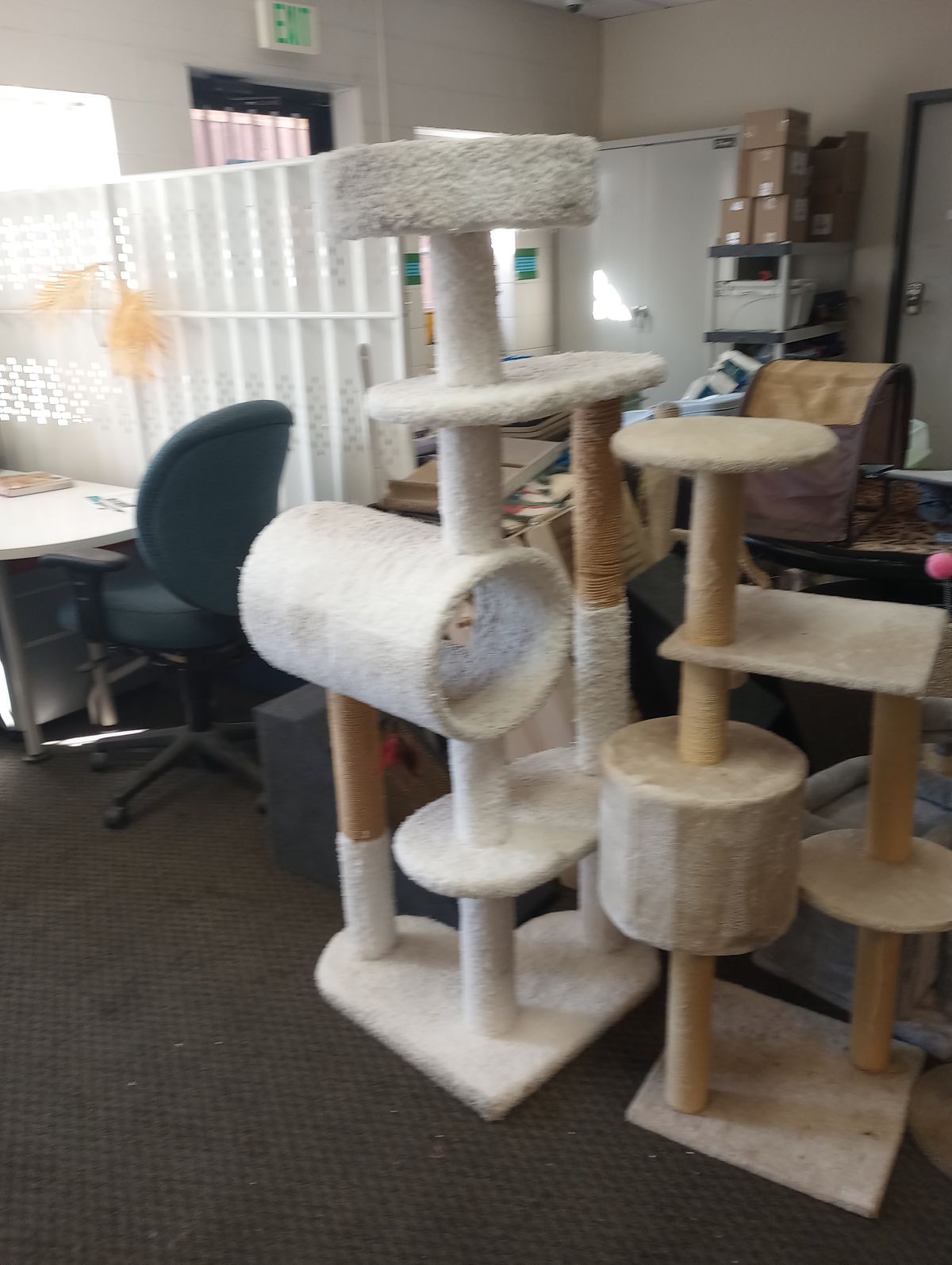 Two carpeted cat trees.