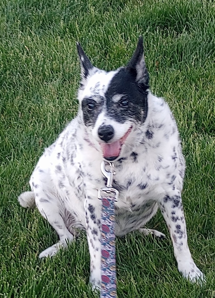 Dixie, a white dog with black spots and a black patch over one eye, sitting on the grass on her lead.