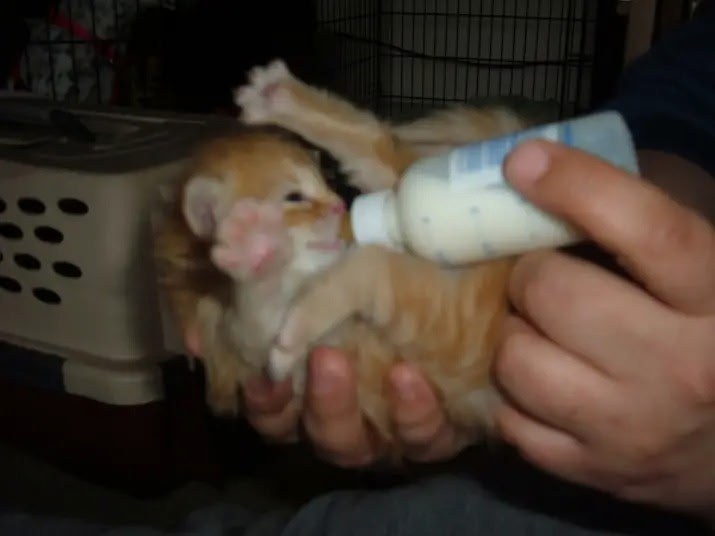 A tiny orange kitten held in two hands, drinking from a bottle.