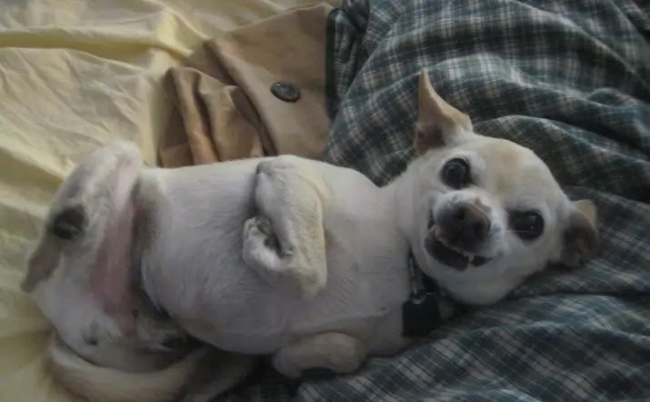 A small white chihuahua lying on its back on a bed, grinning at the camera.